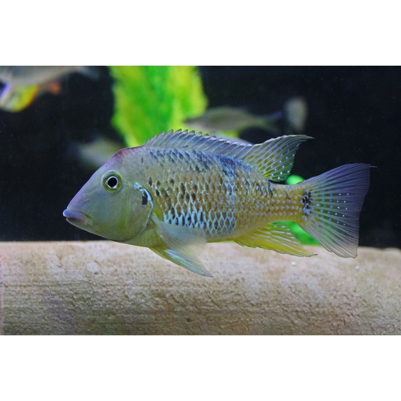 Red Hump Geophagus  Cichlid