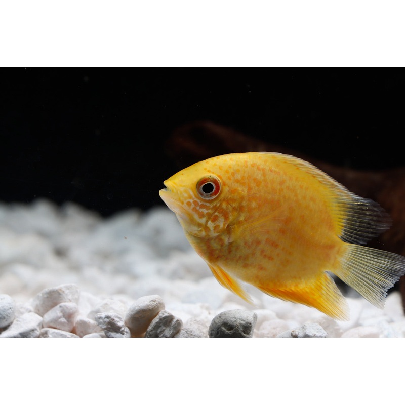 Red Spot Gold Severum Cichlid