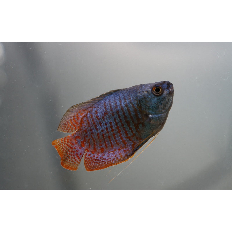 Royal Blue Gourami
