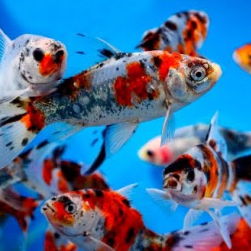 Shubunkin Goldfish 4-5"