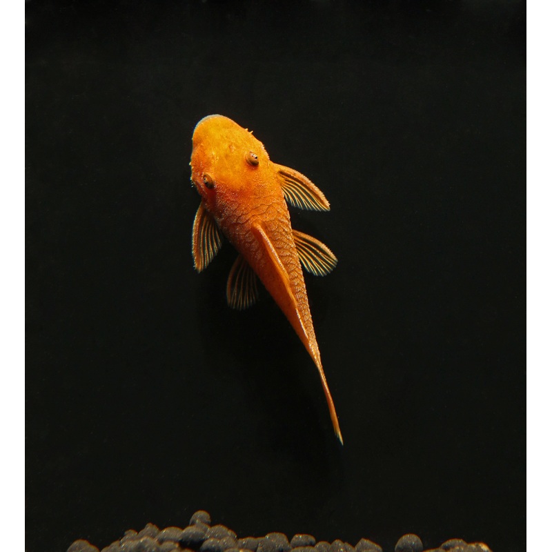 Super Red Ancistrus