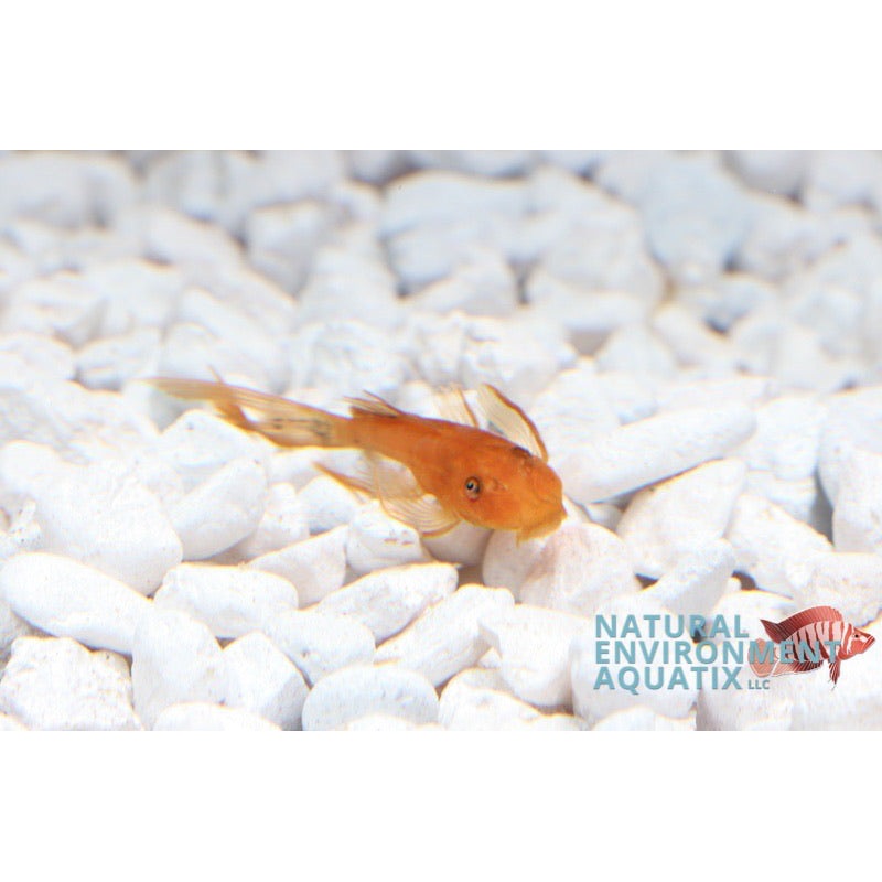 Super Red Long Fin Ancistrus