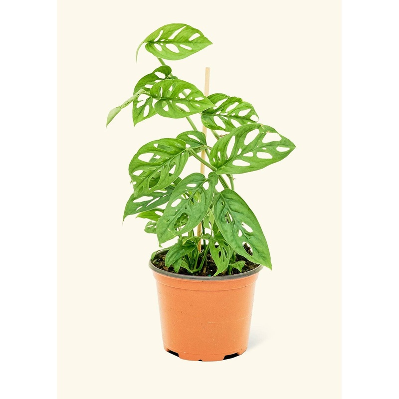 Swiss Cheese Vine (4"  Pot): MD