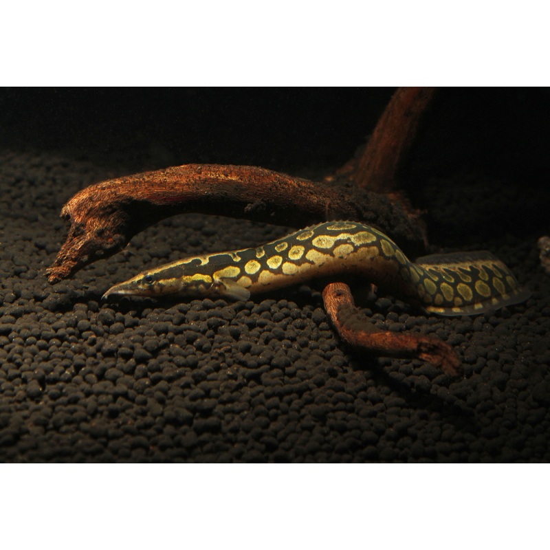 Tire Track Eel