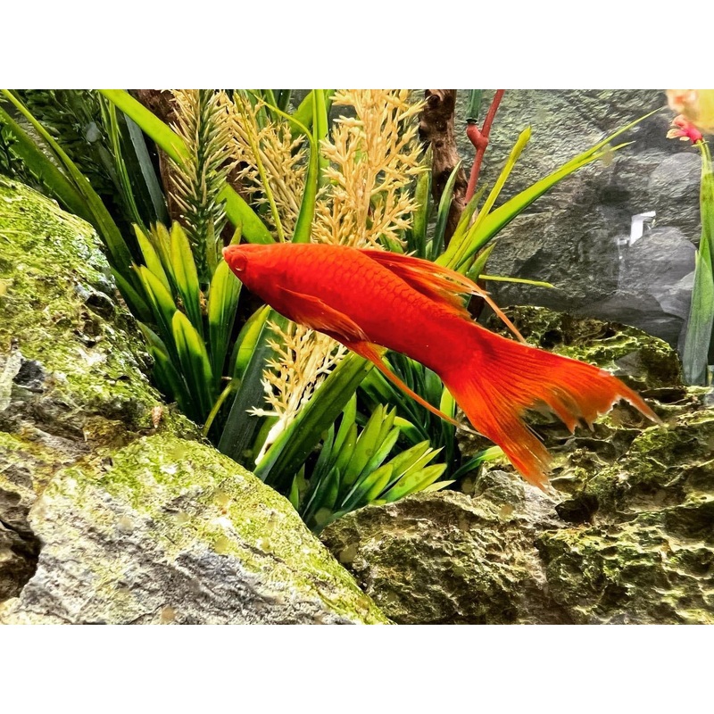Vampier Swordtail