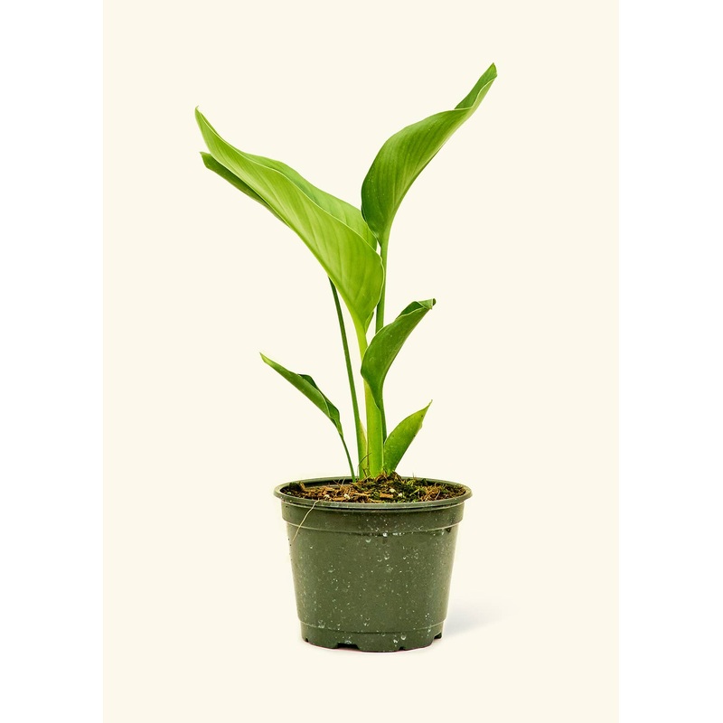 White Bird of Paradise Live Plant in 6" Pot: Medium