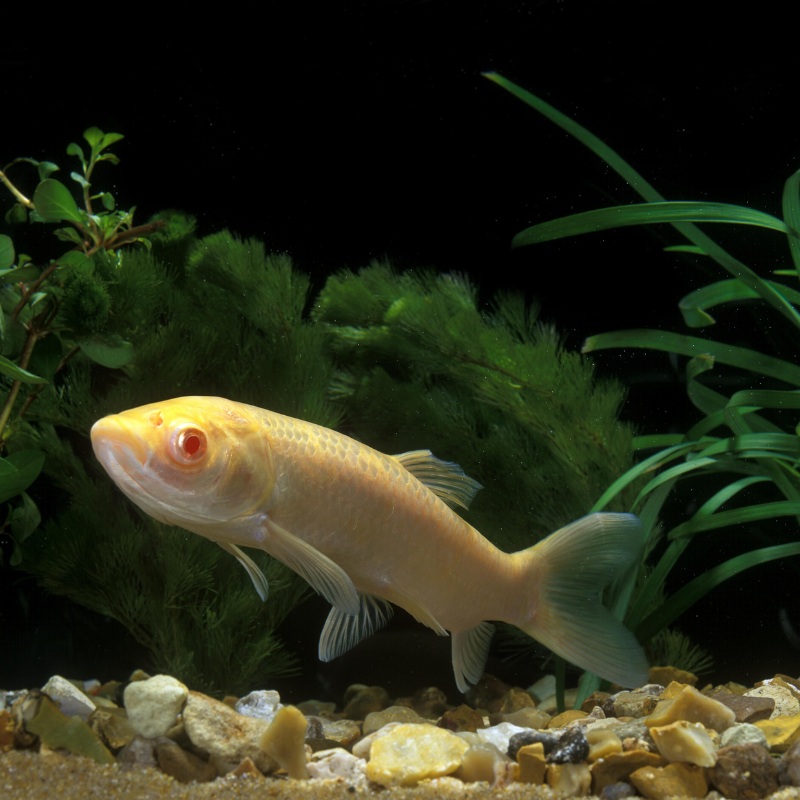 Albino Grass Carp 2-3"