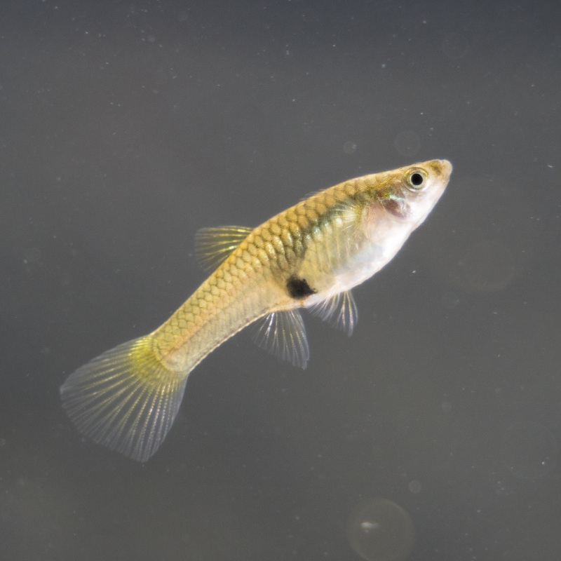 Female Endler Endler's Guppy