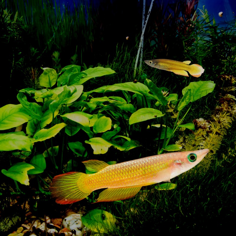 Golden Panchax