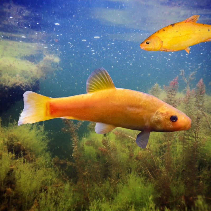 Golden Tench 2-3" inches