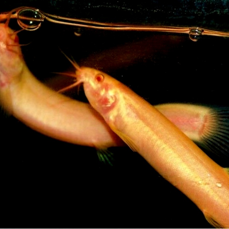Golden Weather Dojo Loach