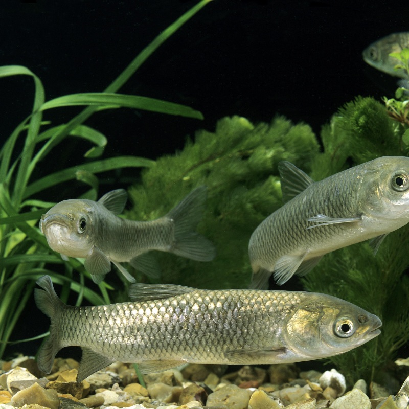 Grass Carp 2-3"