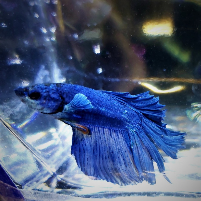 Male Betta Siamese Fighter Fish (#7)