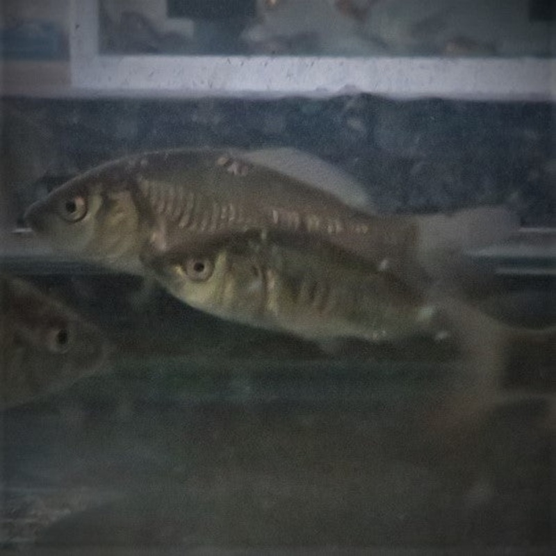 Mirror Carp 3-4" inches