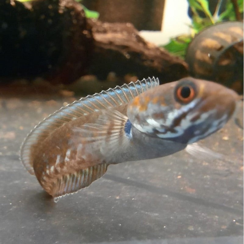 Snakehead Channa Andrao