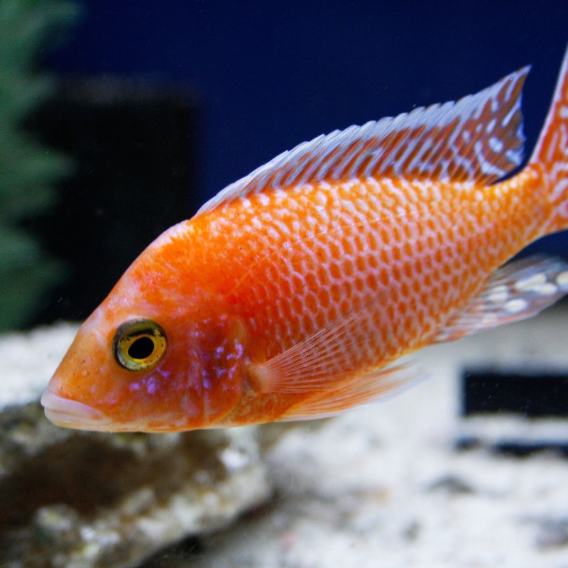 Strawberry Peacock Cichlid