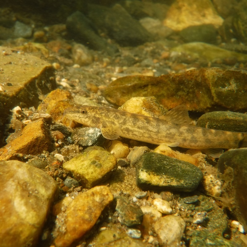 Weather Loach