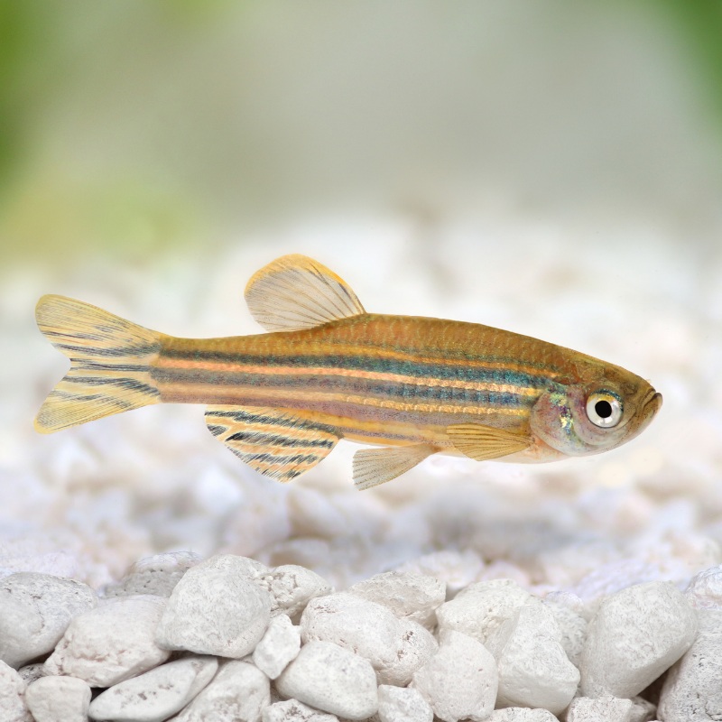 Zebra Danio