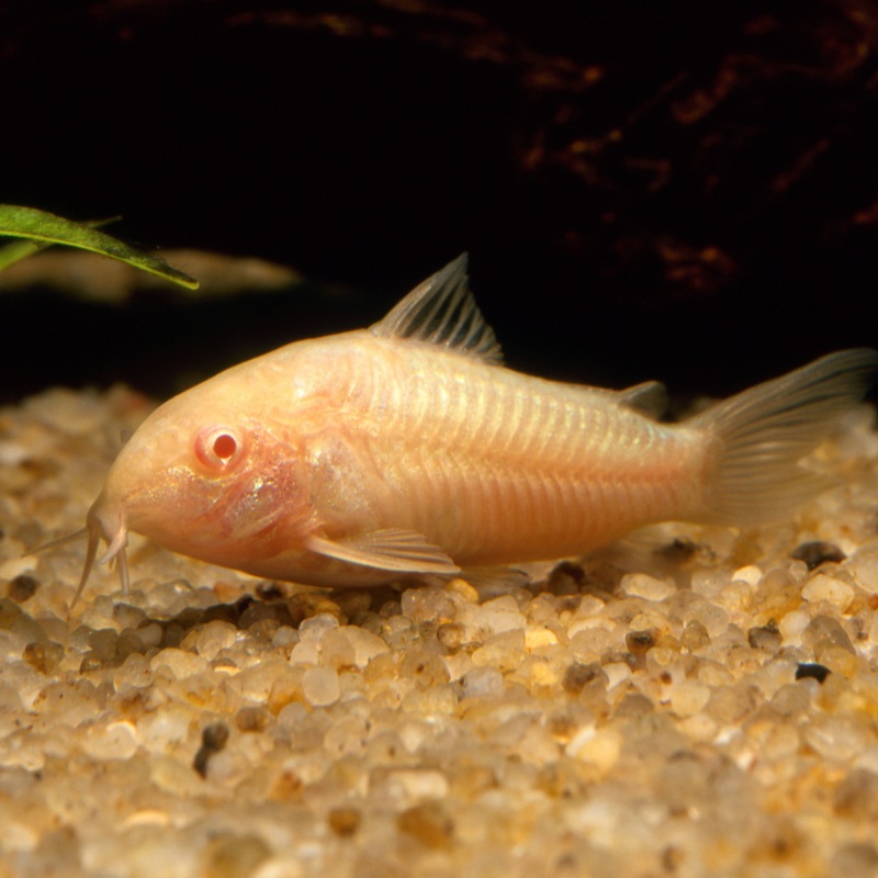 Albino Cory Corydoras