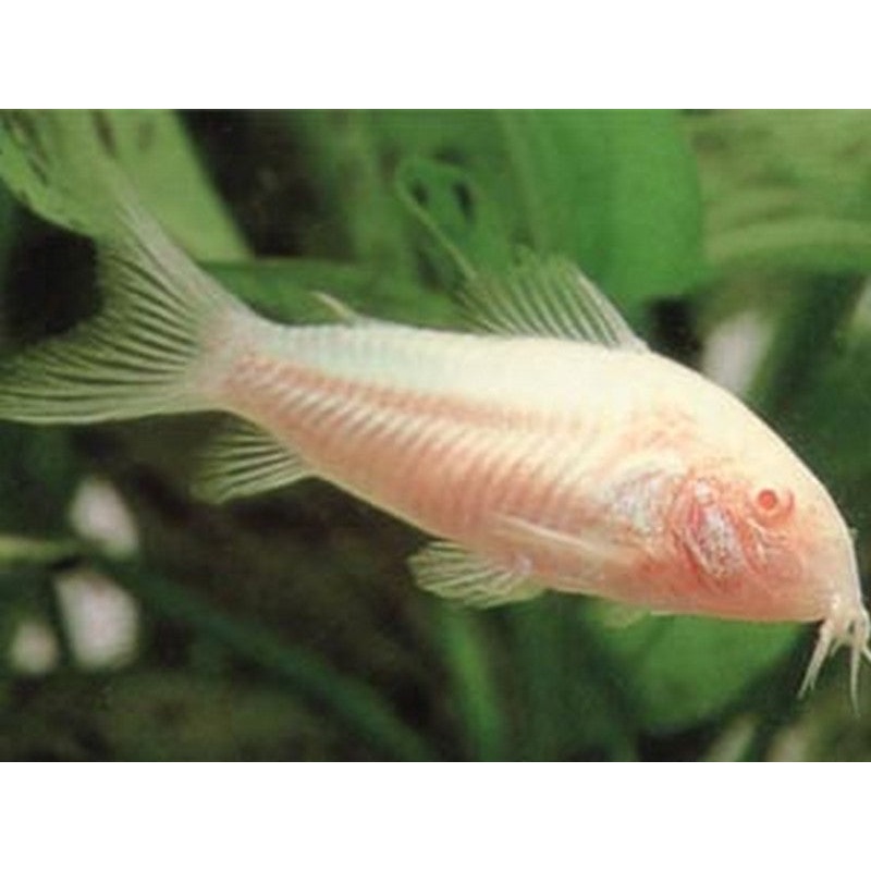 Albino Corydoras Catfish