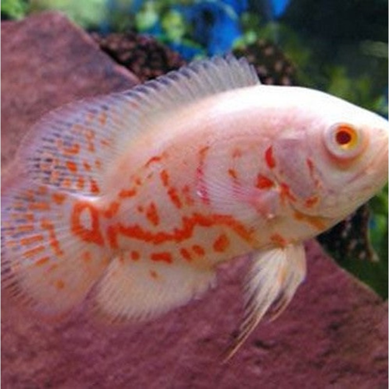 Albino Oscar Cichlid