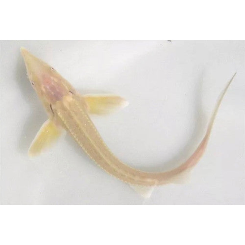 Albino Sterlet