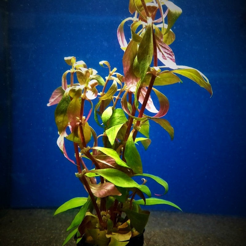 Alternanthera Reineckii Scarlet Temple Live Tropical Plant Single