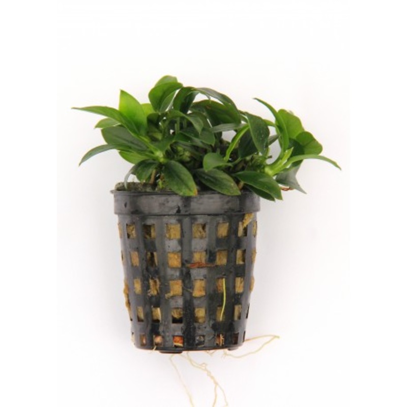 Anubias Bonzai Live Tropical Plant Potted
