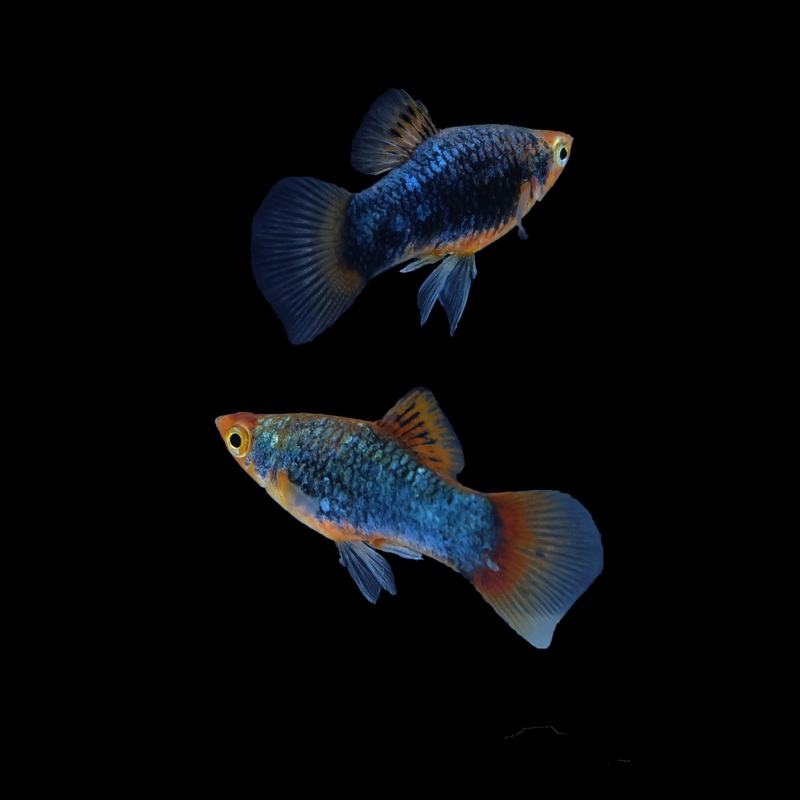 Black Platy