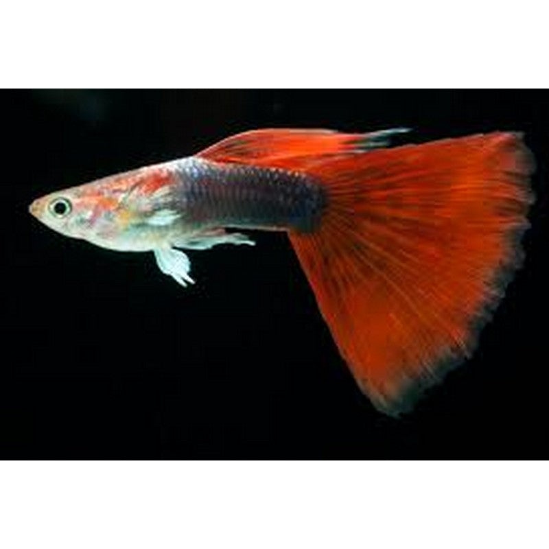 Blonde Red Tuxedo Male Guppy