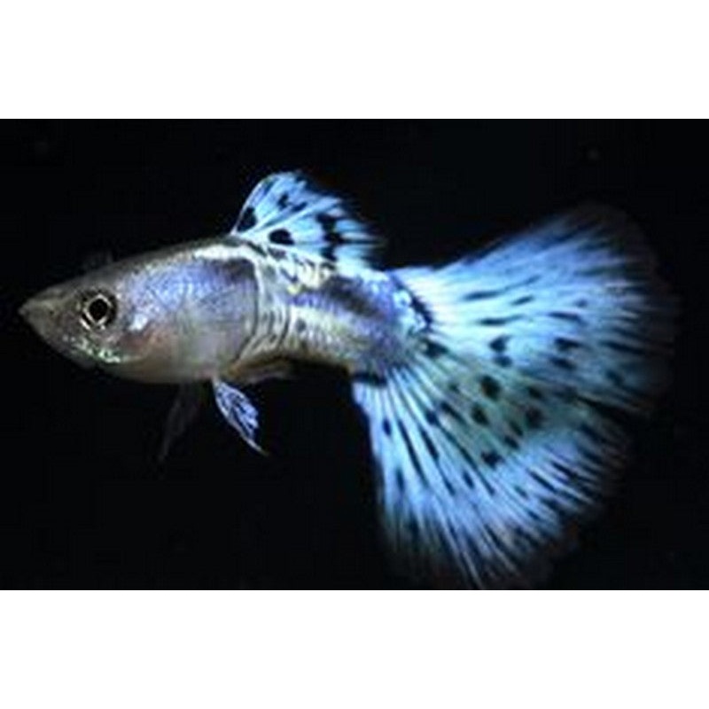 Blue Mosaic Guppy
