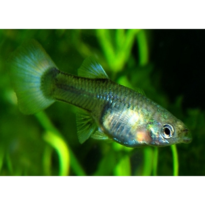 Blue Tail Female Guppy