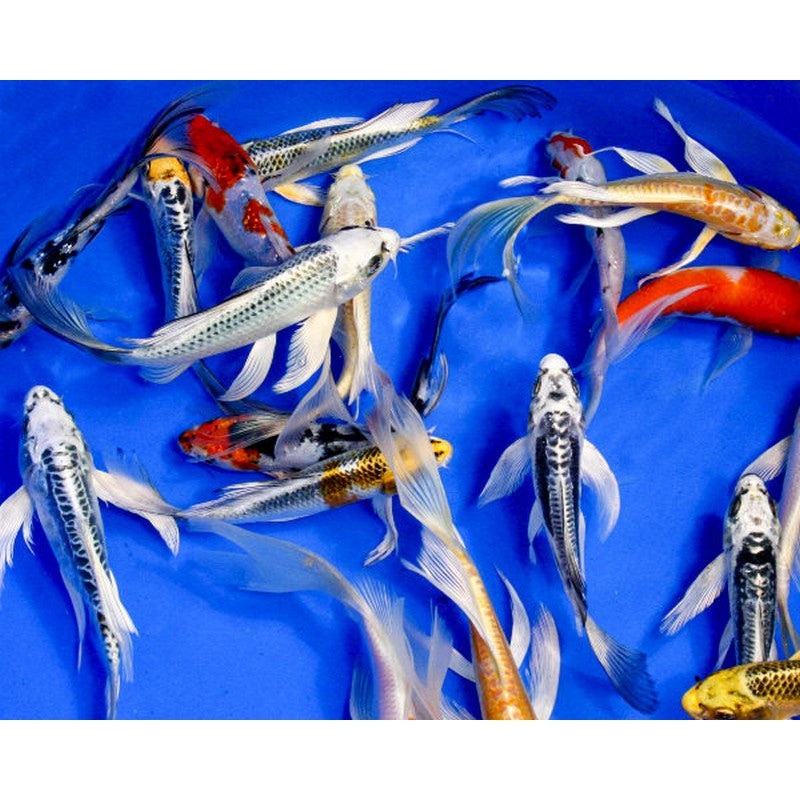 Assorted Butterfly Koi 3-4"
