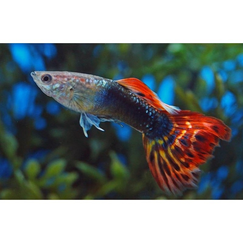 Dragon Tail Male Guppy