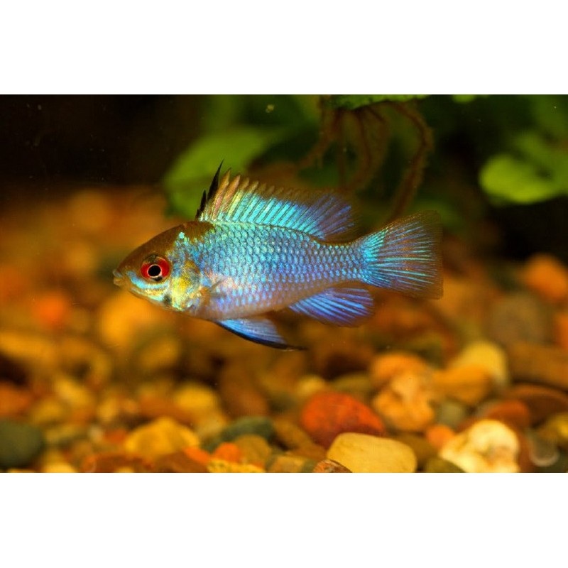 Electric Blue Rams