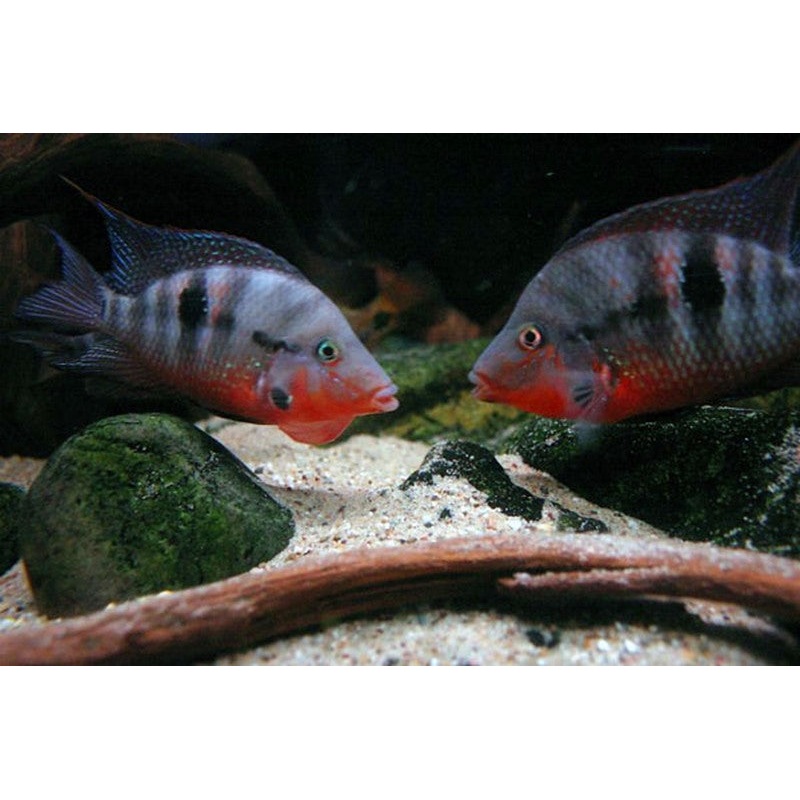 Firemouth Cichlid