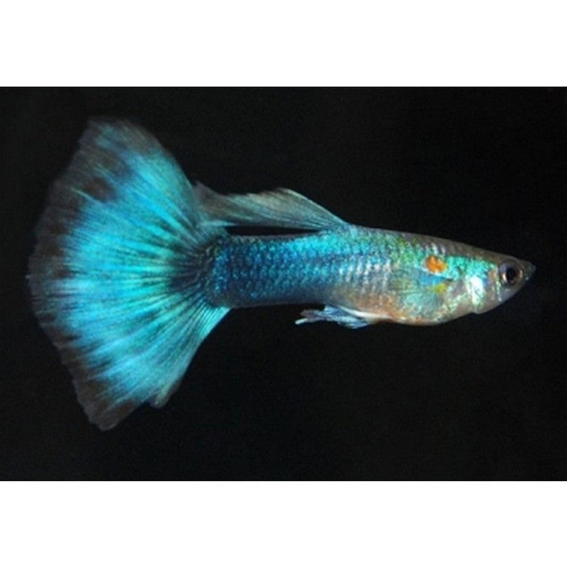 Neon Blue Male Guppy
