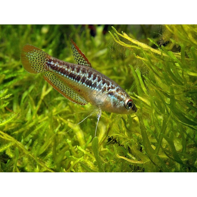 Sparkling Pygmy Gourami