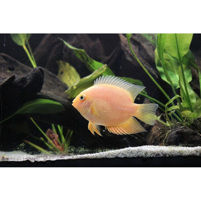 Gold Severum