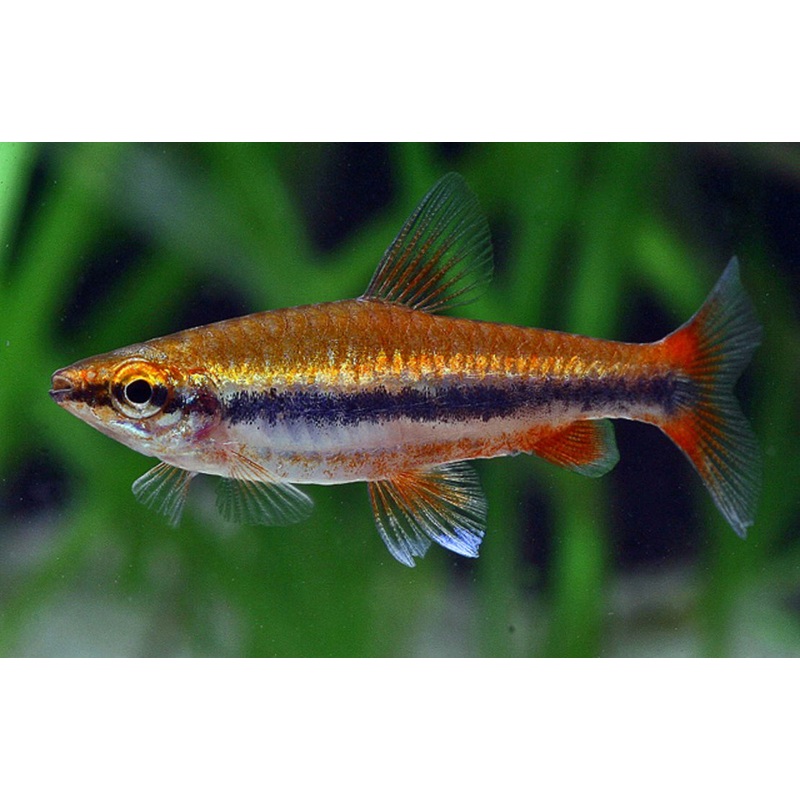 Golden Beckfords Pencilfish