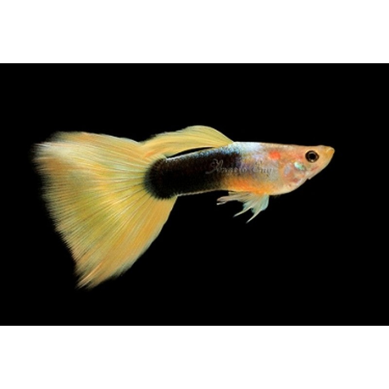 Golden Tuxedo Male Guppy