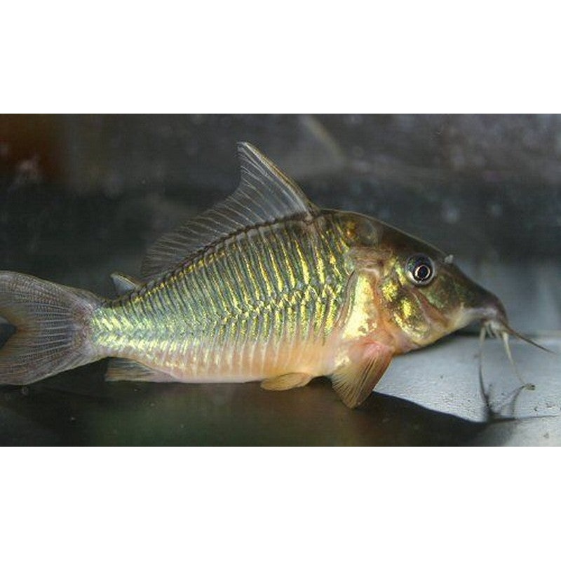 Green Corydoras Catfish