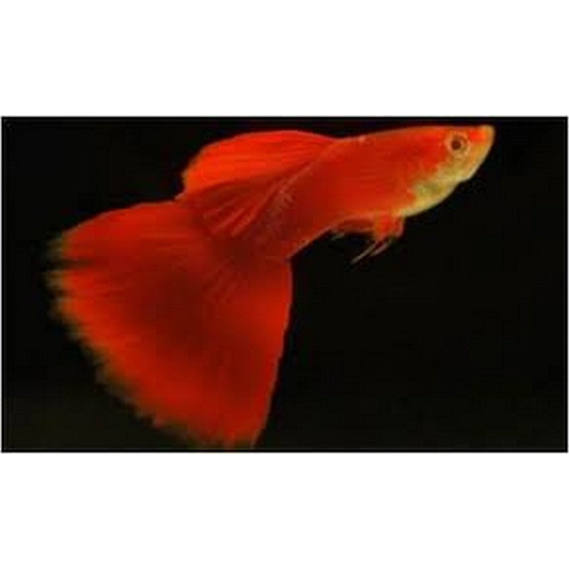 Neon Red Guppy