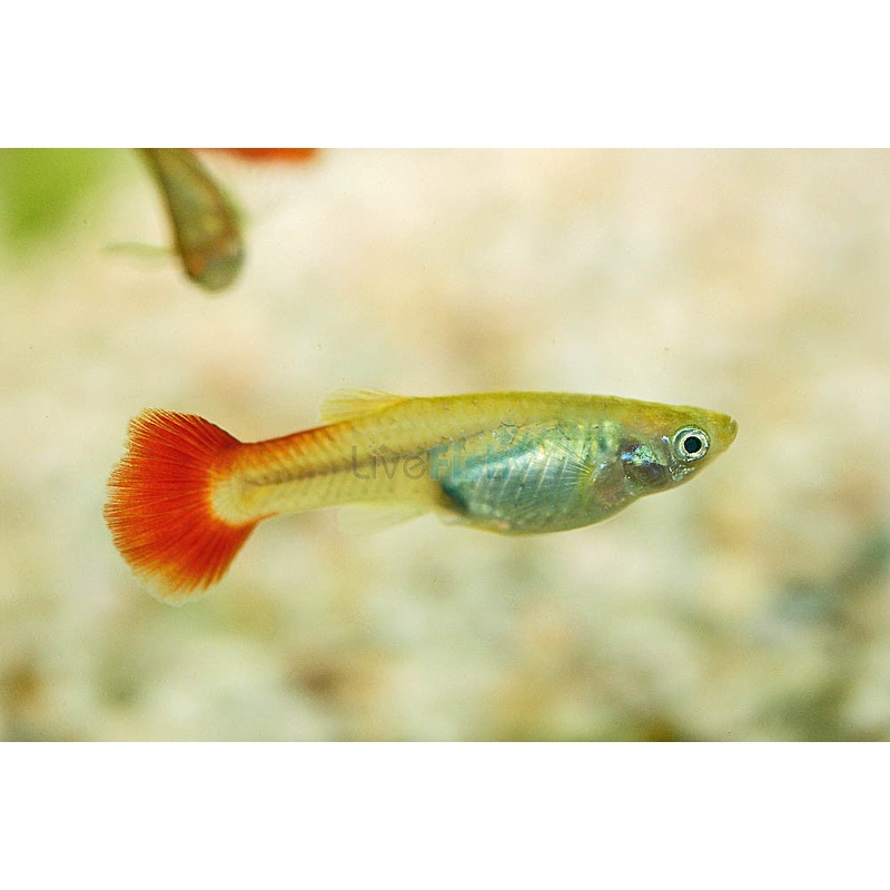 Red Tail Female Guppy