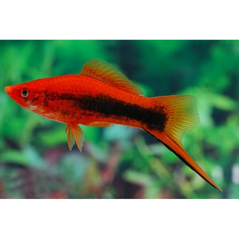 Red Tuxedo Swordtail