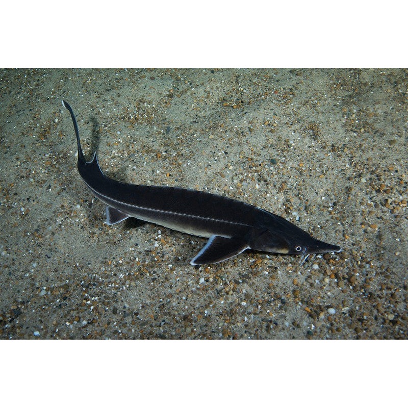 Siberian Sturgeon