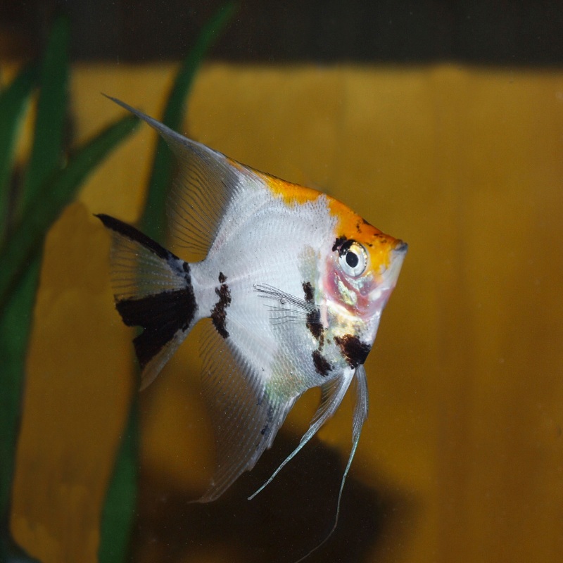 Tri Colour Koi Angel