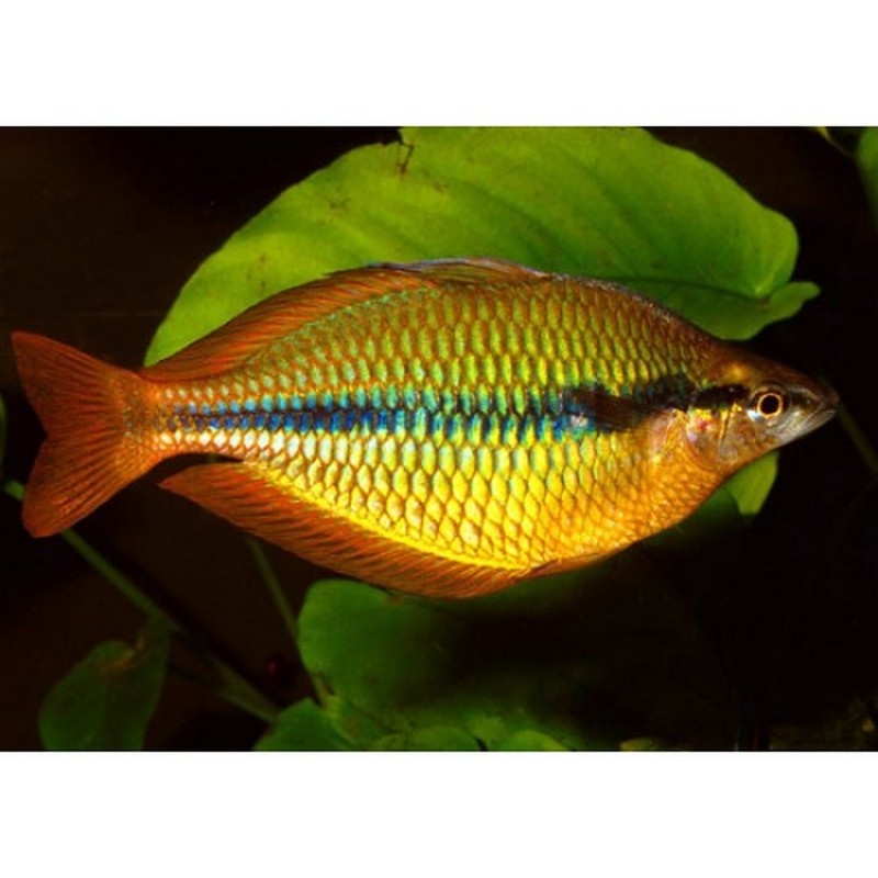 Yellow Rainbow Fish