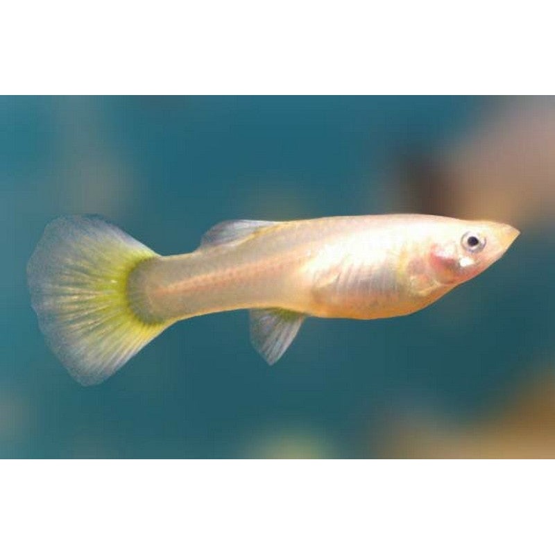 Yellow Tail Female Guppy