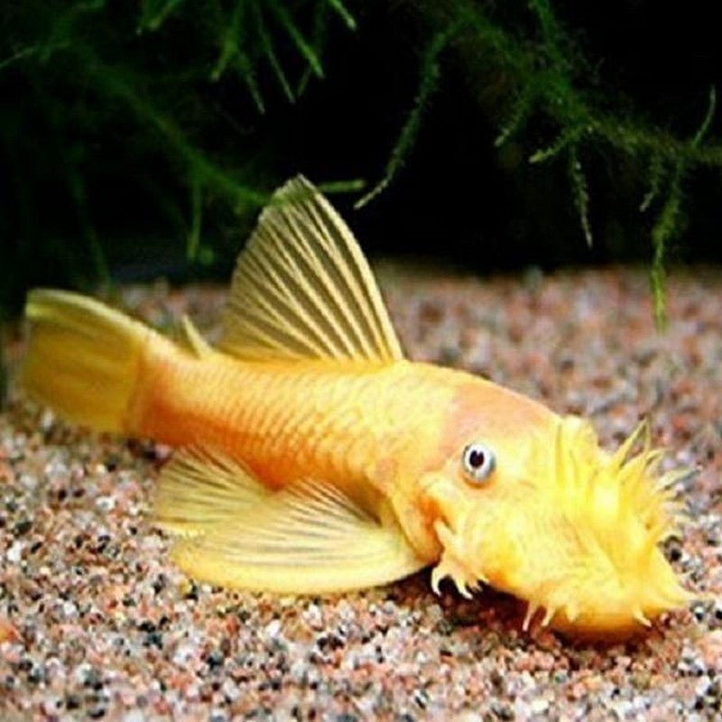 Gold Ancistrus Pleco L144